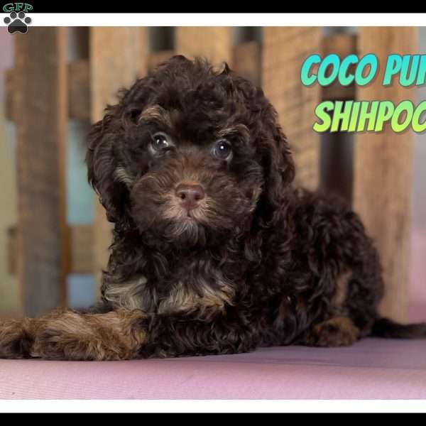 Coco Puff, Shih-Poo Puppy